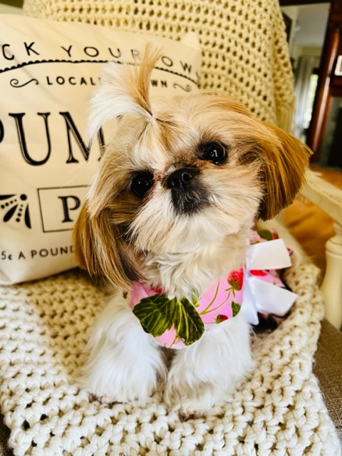 Information on Shih Tzu Puppies for Sale in Washington